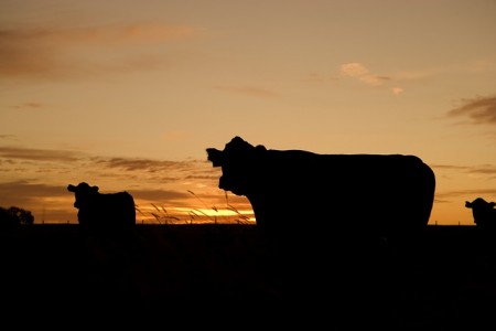 cattle-640985_640